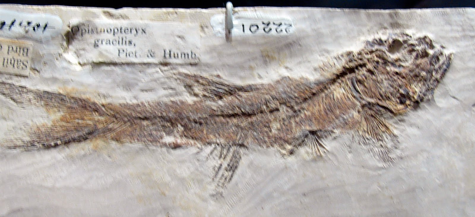 Louisville Fossils and Beyond Opisthopteryx gracilis Fish Fossil