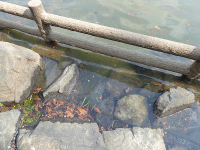 【池の水ぜんぶ抜く】大阪府枚方市・山田池の水・その後の様子（2019年4月）