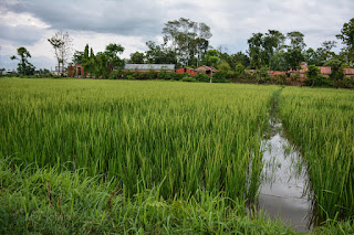 Safari_Fotografia_CHITWAN