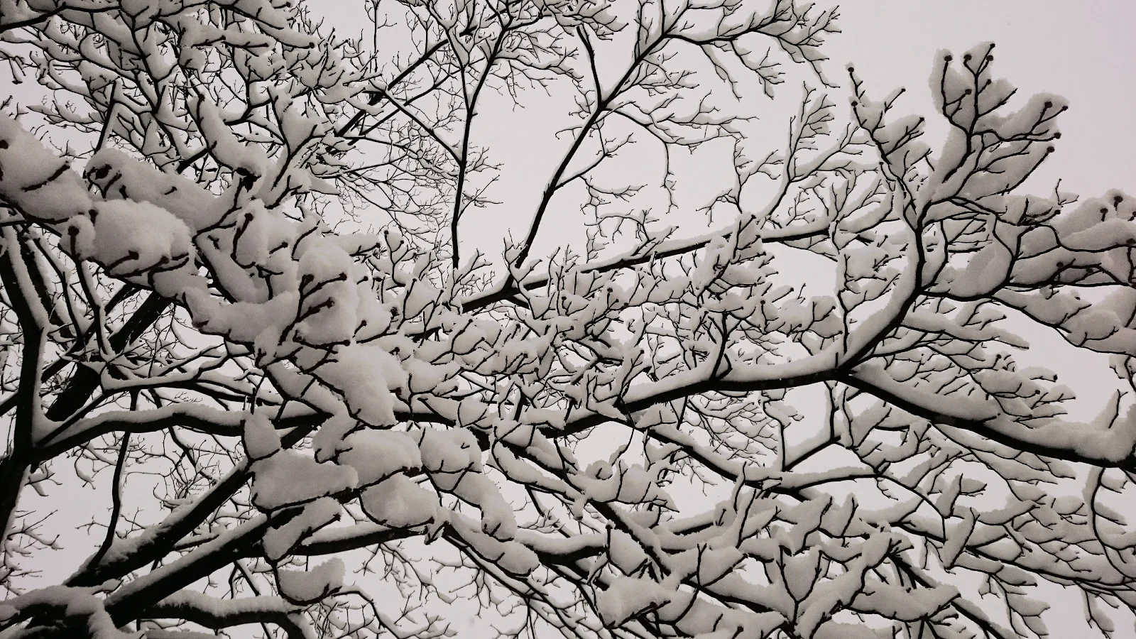 雪の積もった木