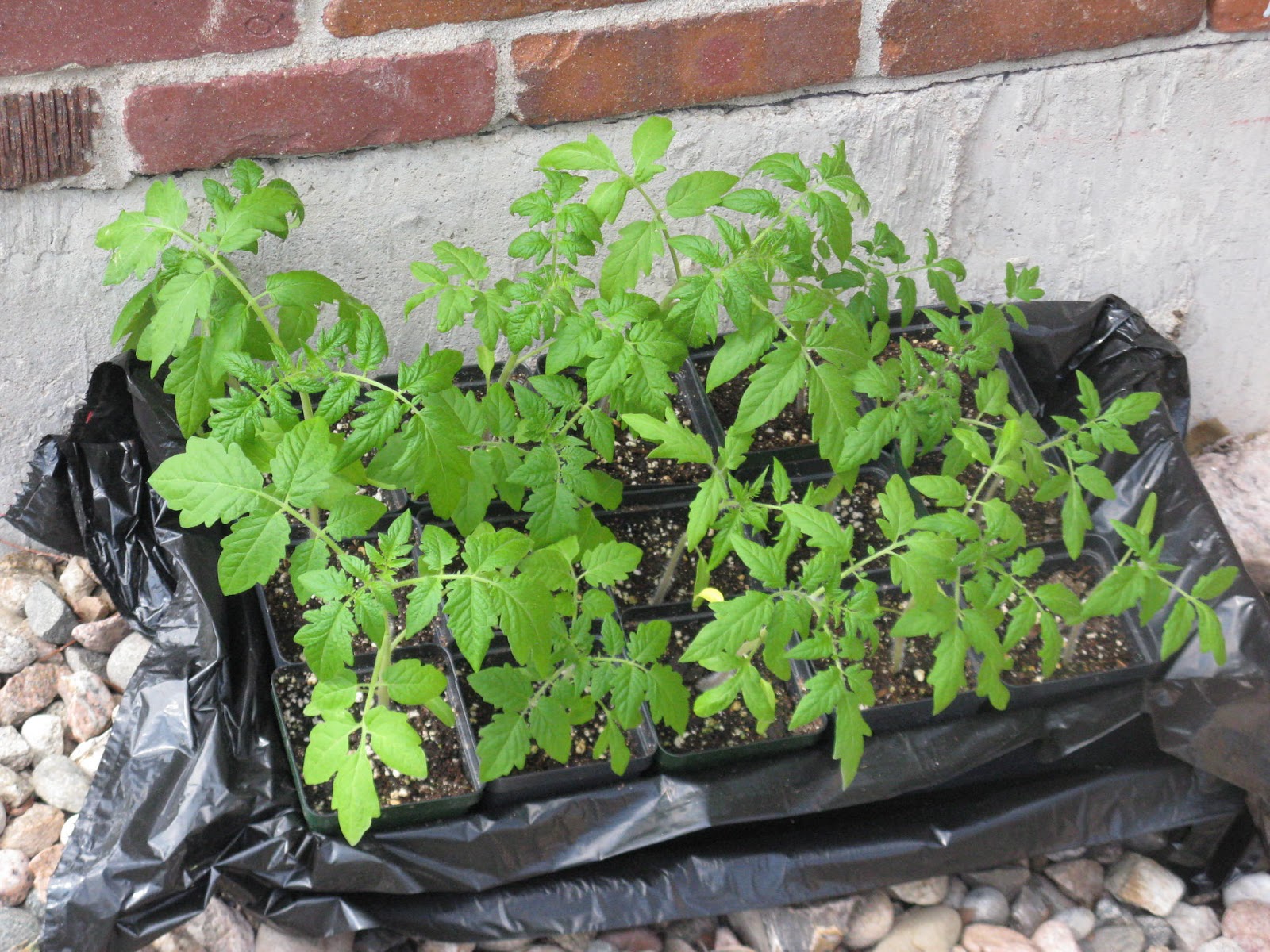 Front Range Food Gardener May 2013