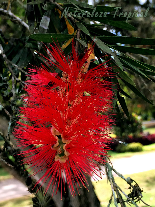 Floración de una planta del género Callistemon
