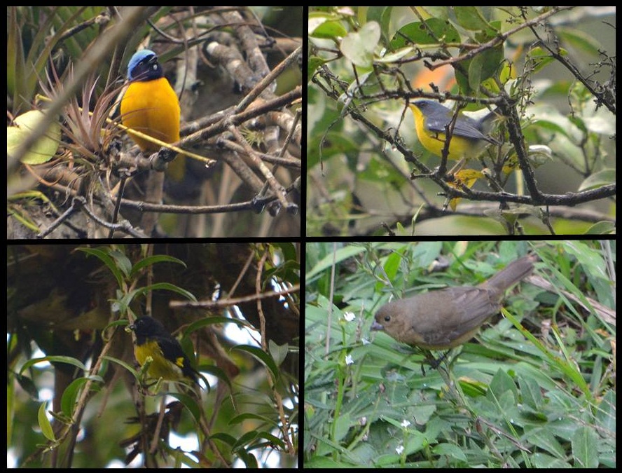 PORTA DE MAR El guardián del Haitón del Guarataro