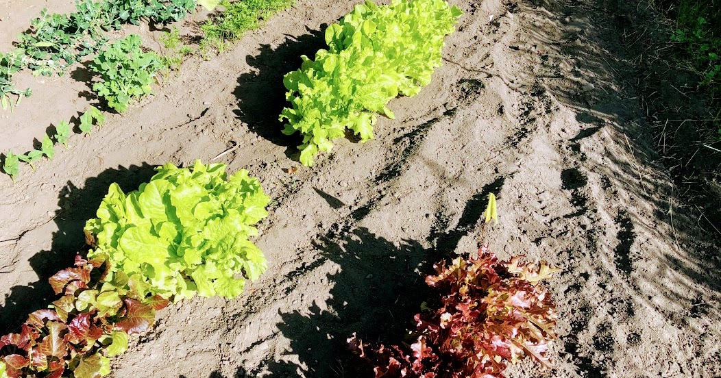 Jerry Apps Home grown Lettuce with Homemade Dressing