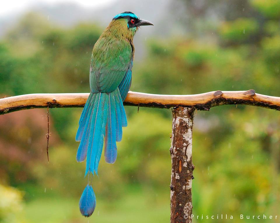 Bird's Paradise: Andean Motmot