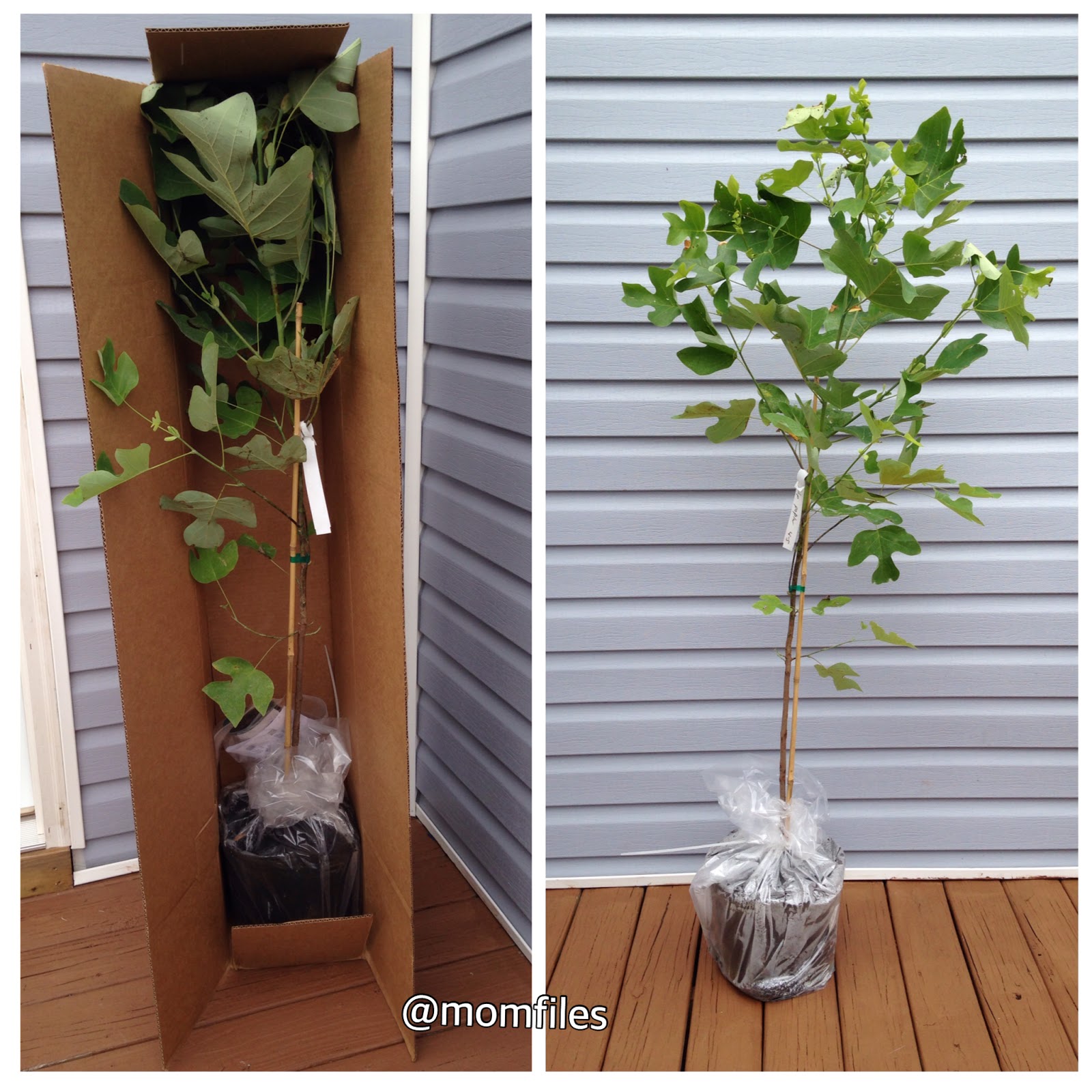 Growing With Plants My Sort Of Secret Sources For Interesting