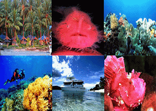 http://2.bp.blogspot.com/-Fo3DimcZCLg/Tr6WT4qTVDI/AAAAAAAAAFE/c_SP7Oc-VBk/s400/bunaken.gif
