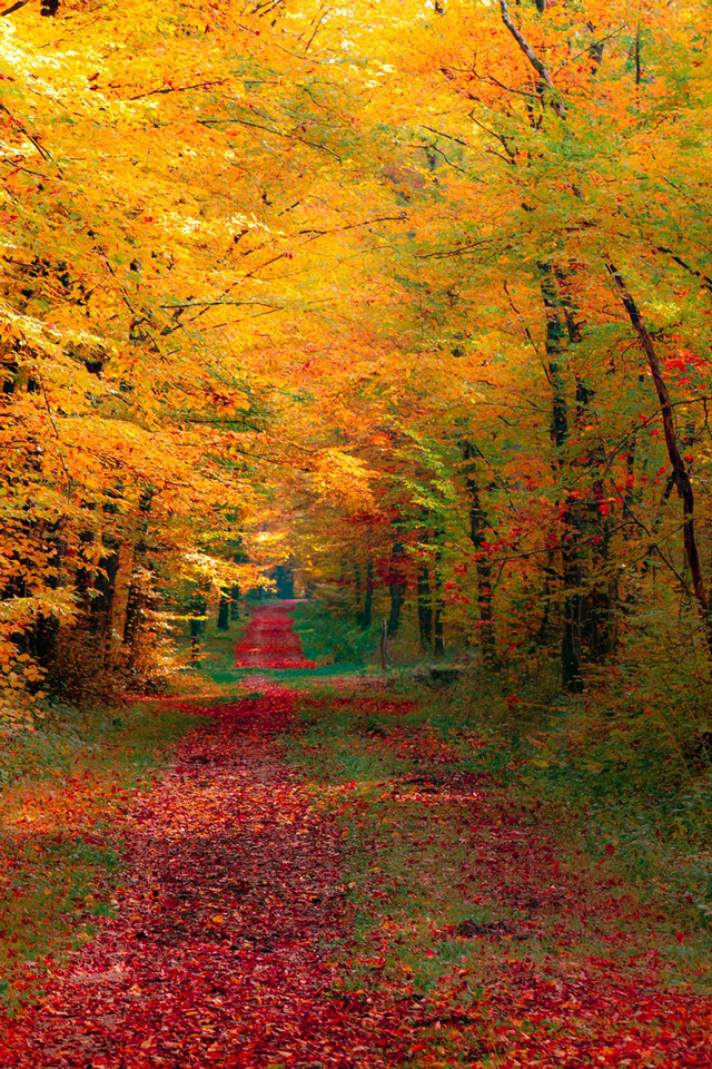 25 hình nền phong cảnh mùa thu lãng mạn cho máy tính