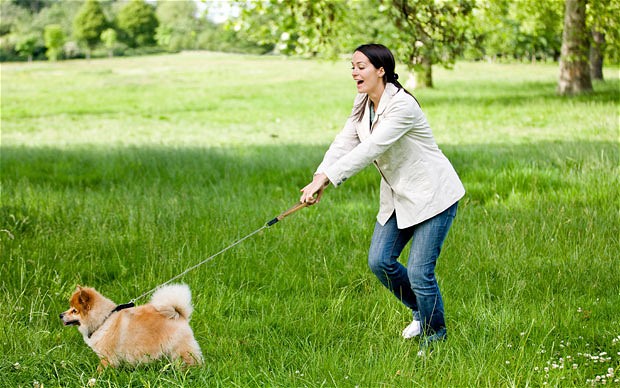 How To Train Your Dog Best Dog Obedience Training Understanding How 