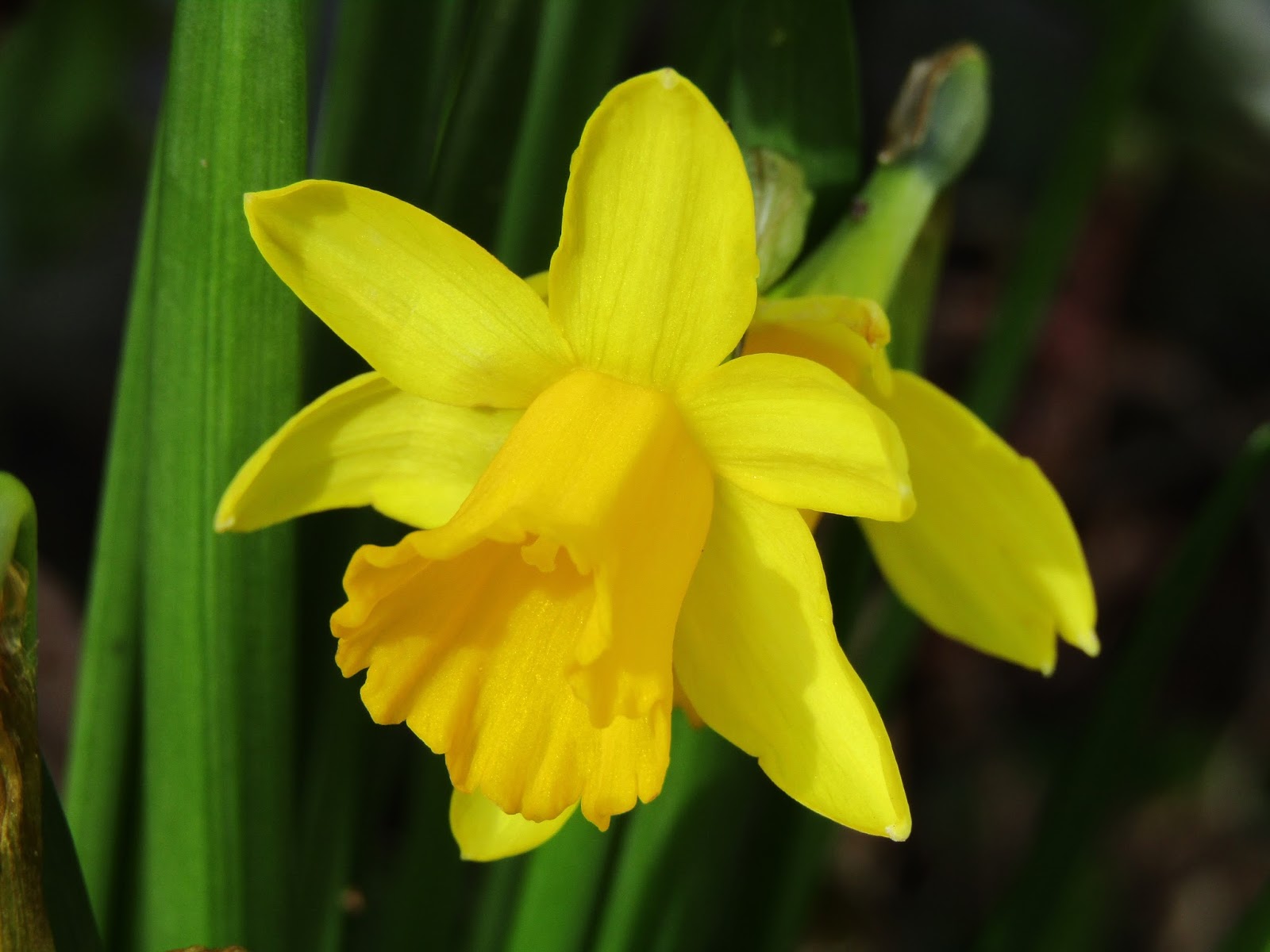 HERBAL PICNIC DAFFODIL