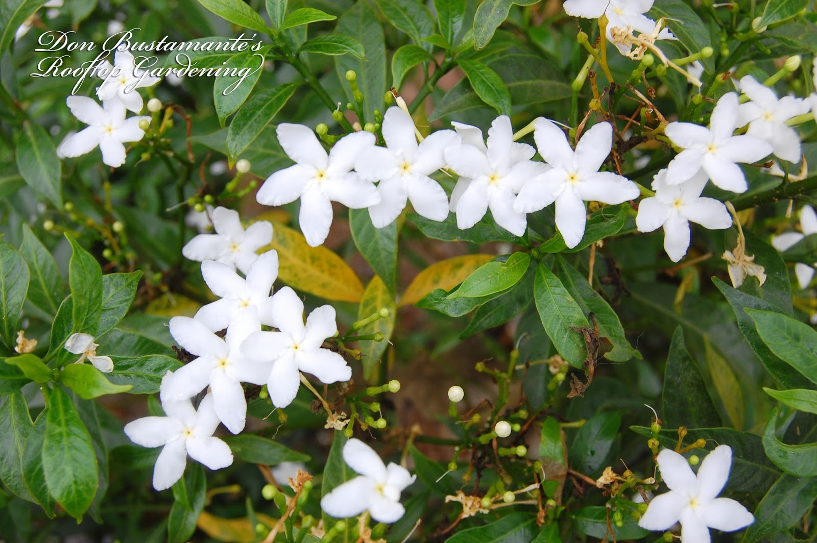 Ano Ang Ornamental Na Halaman Na Namumulaklak