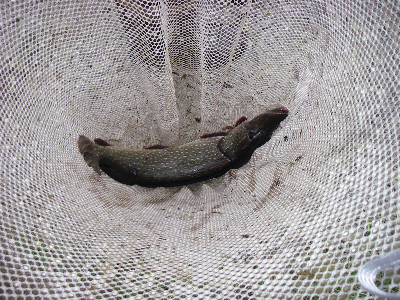 Wildlife Monitor CT DEEP Fisheries Northern Pike Management