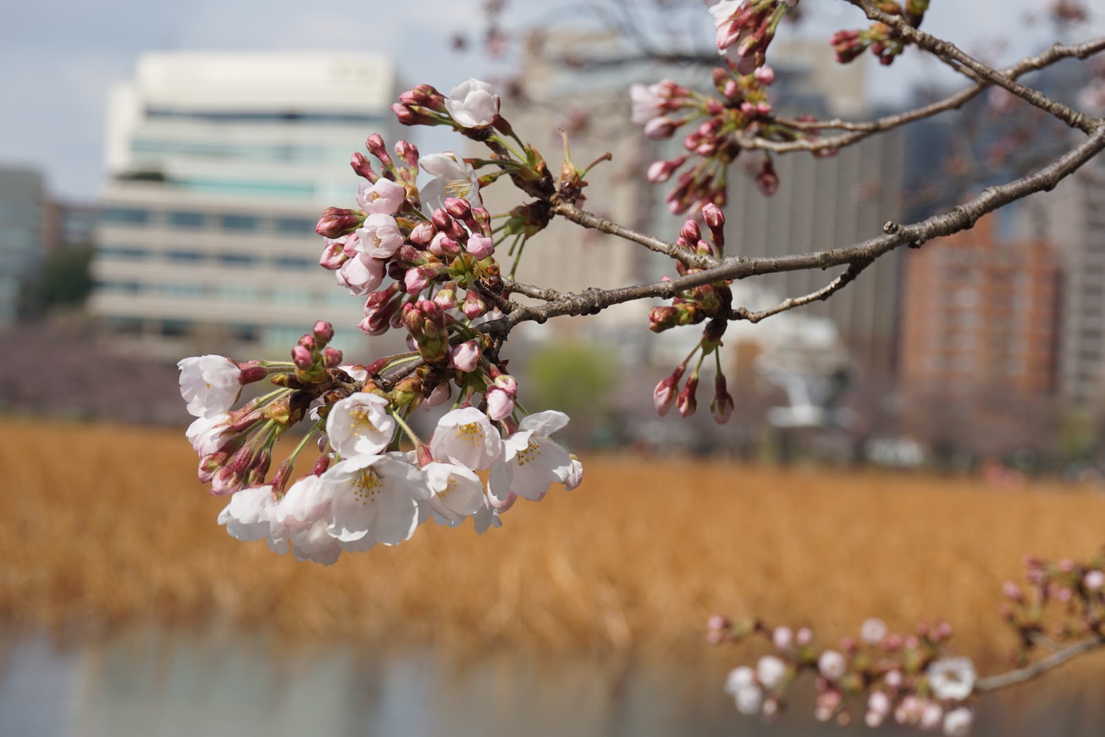 日本旅遊點點滴滴 23 2 上野 花見 上野公園