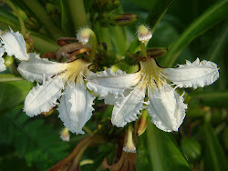 Naupaka Flower