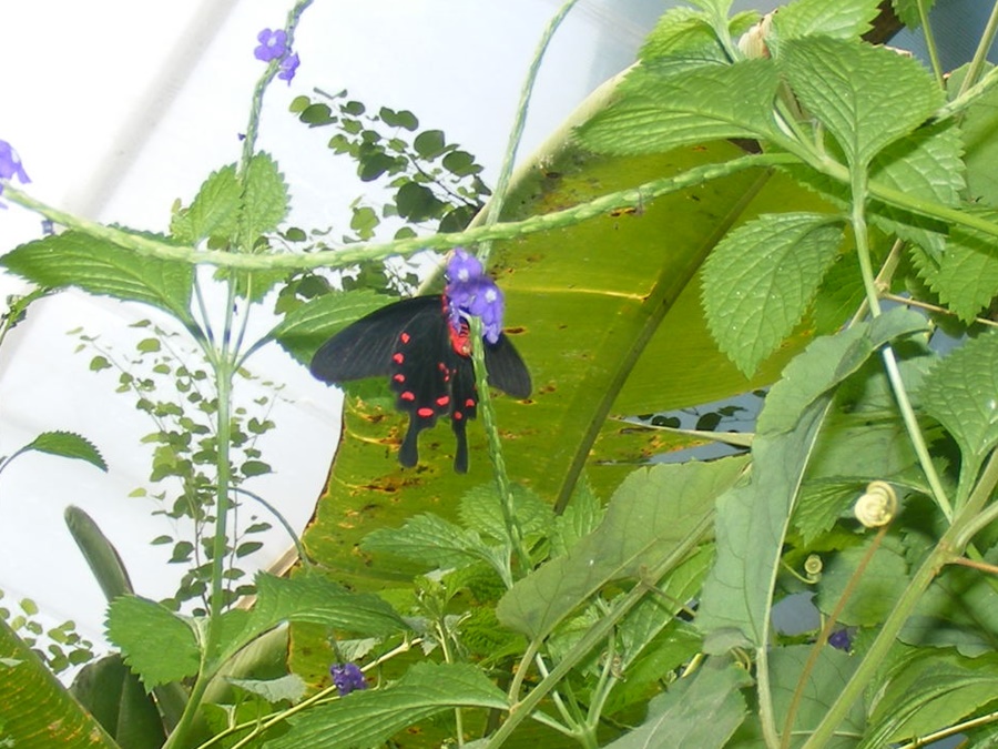 photographing New Zealand Thames Butterfly House