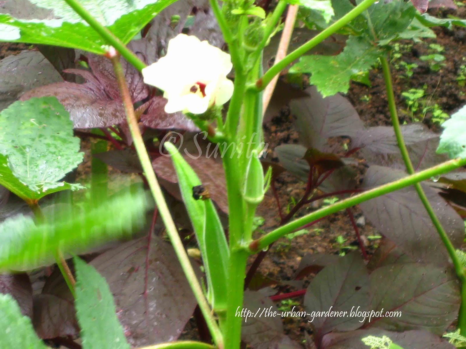 What Grows Well In Raised Beds What Grows Well In Raised Beds