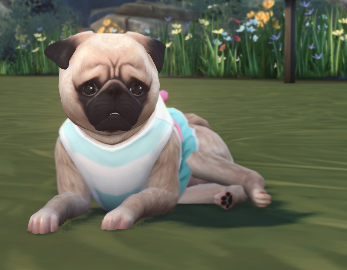 Sims 4 CC's The Best Pugs by ouijasim