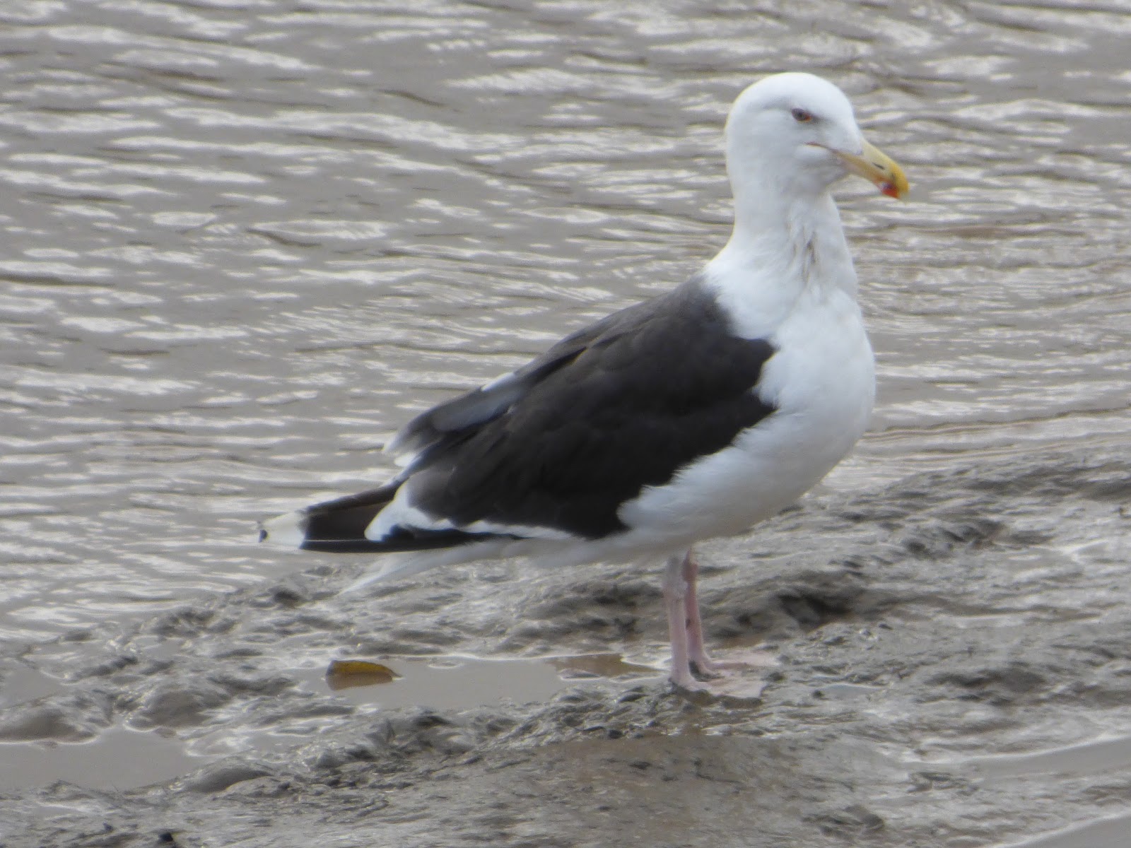 Valley Naturalist In the bin Herring Gull