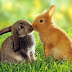 Lovely cute awesome rabbit images Love