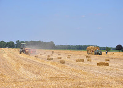 Hay Vs. Straw: What's The Difference? - Illinois Farm Bureau Partners