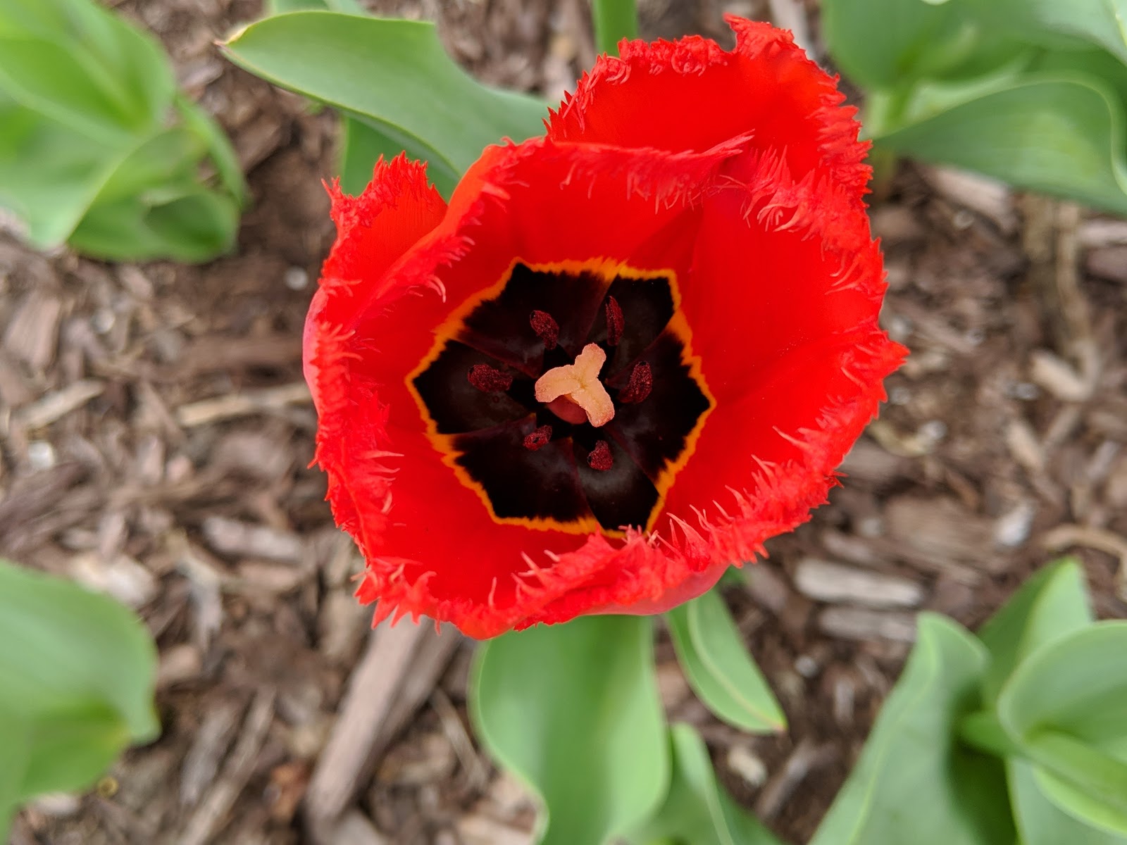 Front Yard Tulips Blooming 2019 (90 Flower Rate)