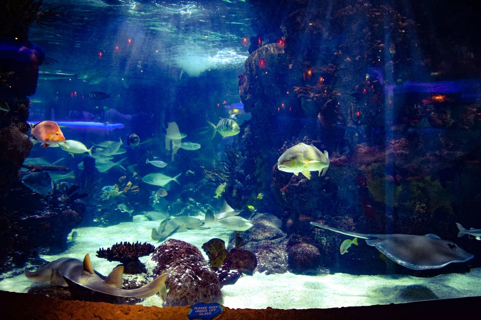 Aquarium An Underwater Dining Adventure In Nashville The Small Things