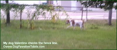 My dog Valentino checks the fence line.