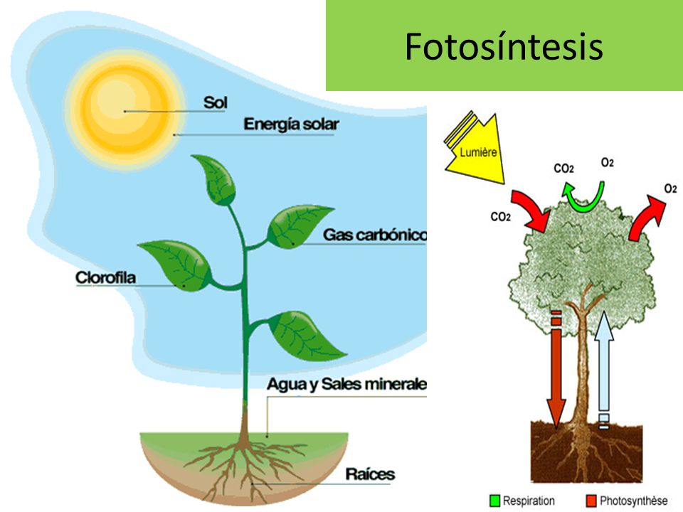 Biología para tus tareas La Fotosíntesis.