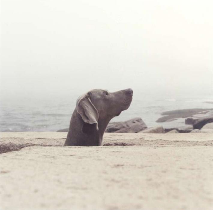 deepbip Dogs on rocks