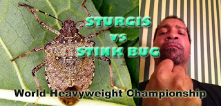 Daryl T Sturgis versus the Stink Bug