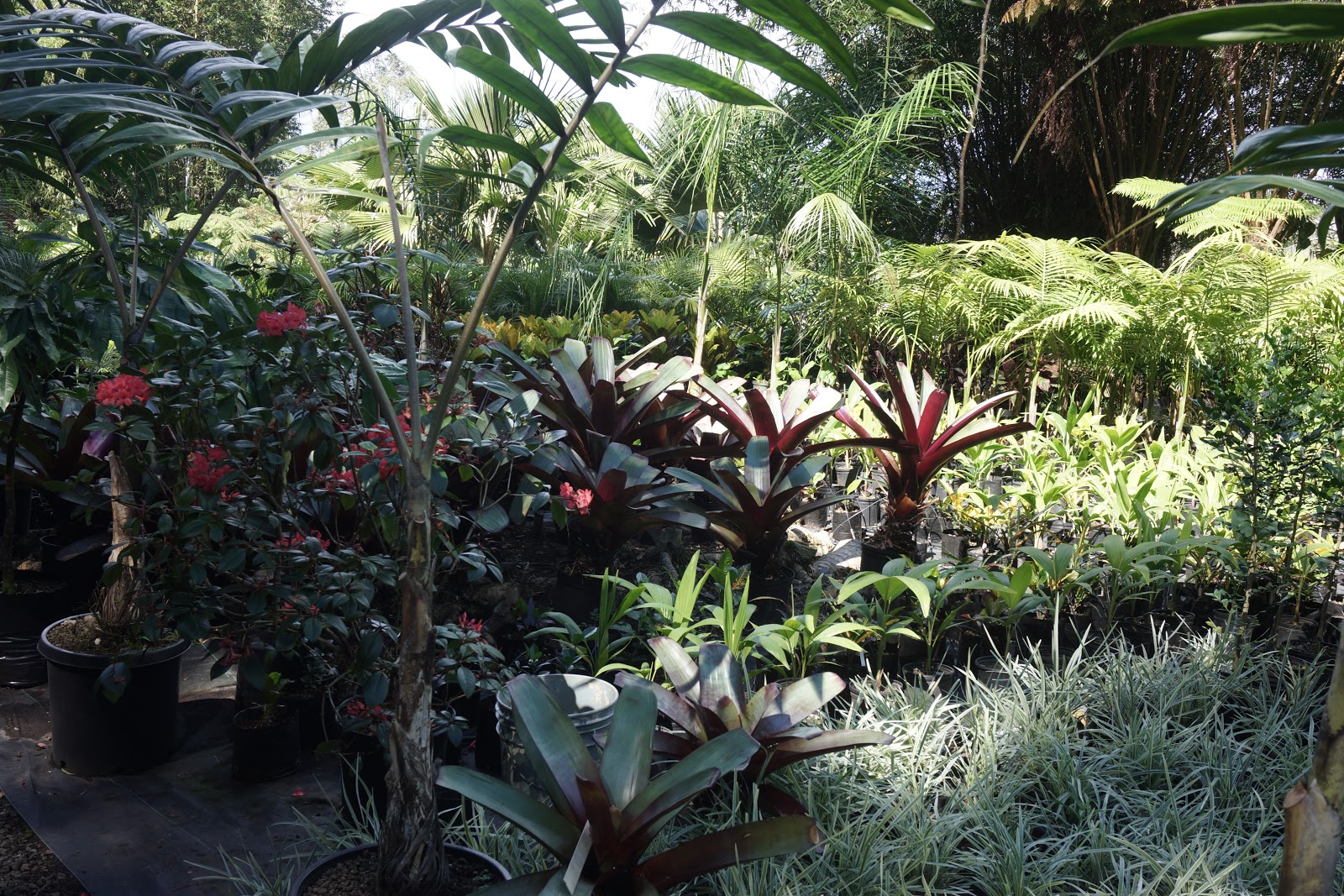 South Kona Nursery