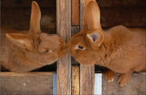 Adorable animals kissing Amazing Creatures Adorable animals kissing Amazing Creatures