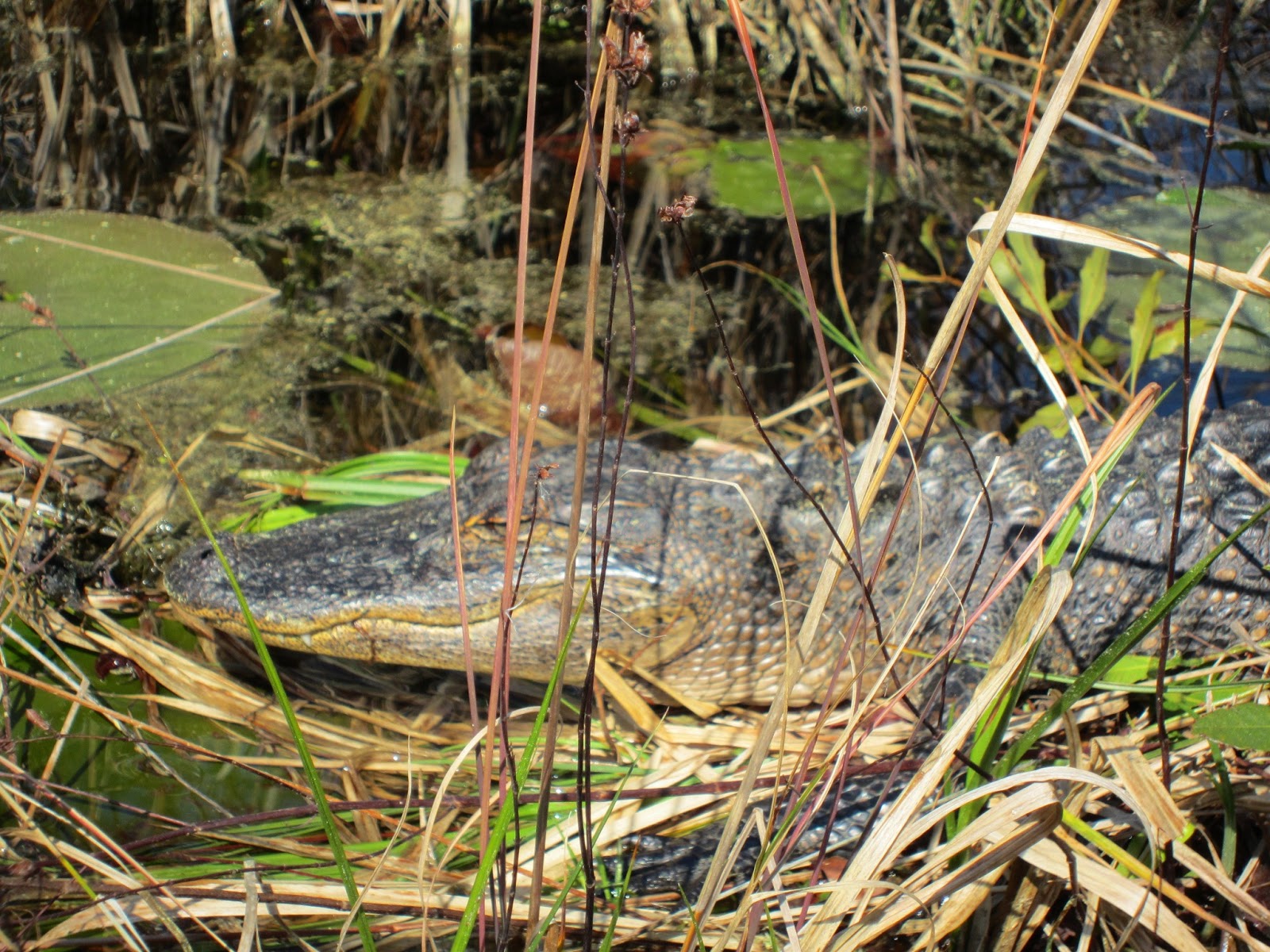 Cannundrums American Alligator South Carolina