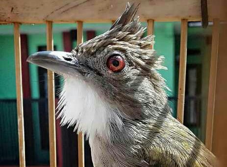 Cara Ampuh Perawatan Cucak Jenggot Agar Cepat Gacor Dunia Hobi Burung