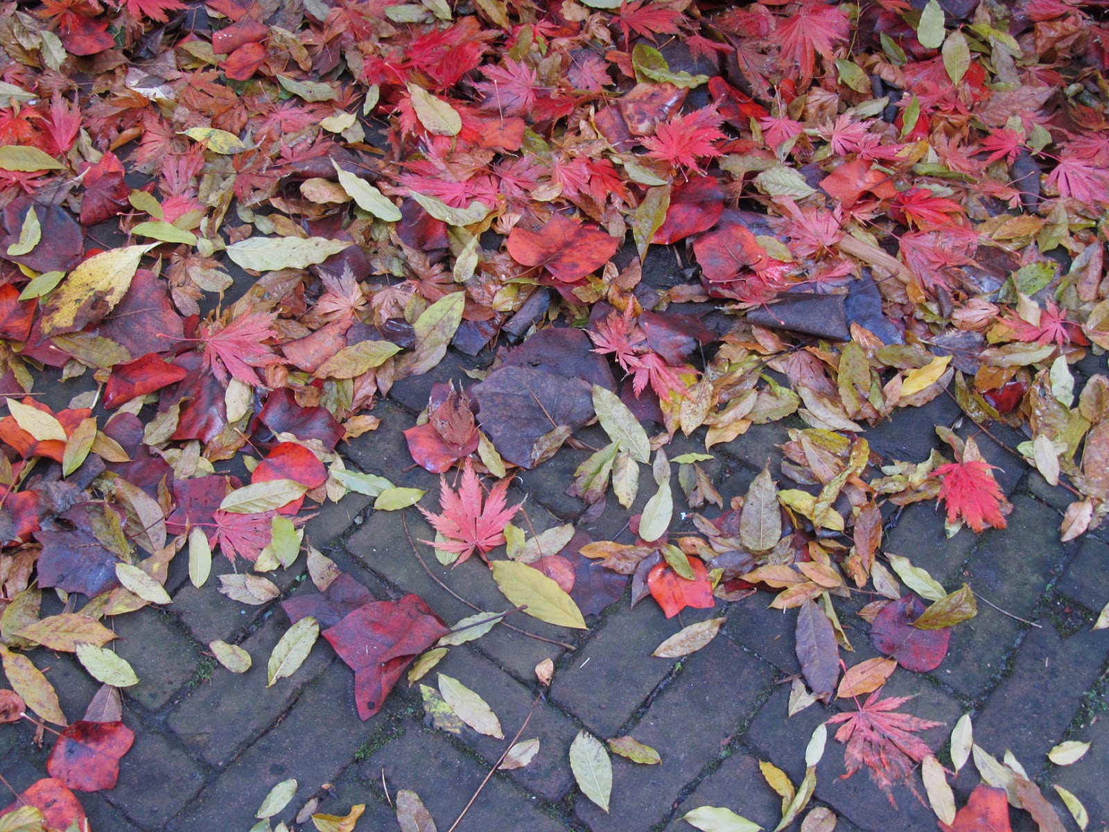 red leaves on sidewalk