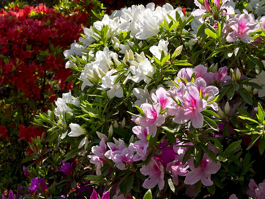Tropical Gardening Camellia Japonica Flowering In Kl