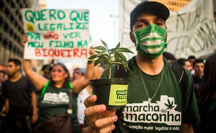 Estudo do Senado defende legalização da maconha controlada no Brasil