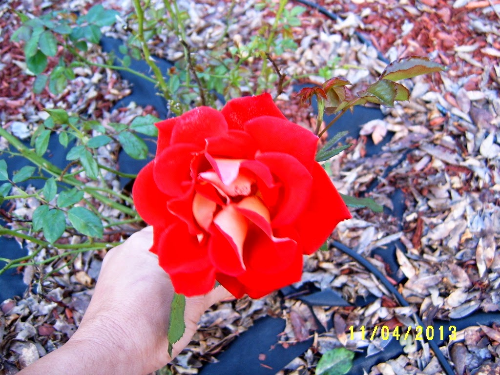 Alabama Rose and Flower Garden from a Non-Green Thumb: Rose of the Week ...