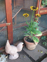 garden coop update