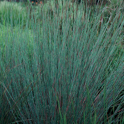 long blue stem grass in kansas long blue stem grass in kansas