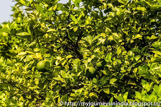 Citron Field Andhra