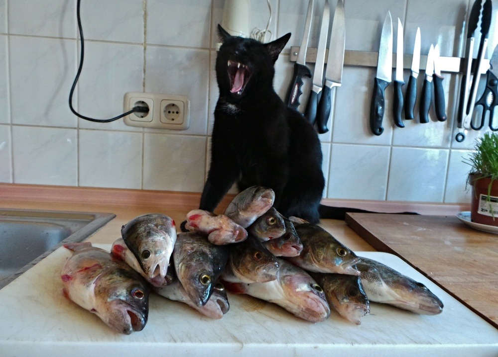 не повезет если черный кот дорогу перейдет. говорят не повезет если черный кот. черный кот текст. говорят не повезет если. смешные цитаты про психов.