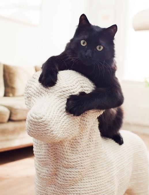 Cat Keeps Bringing In Dead Mice Cat Keeps Bringing In Dead Mice