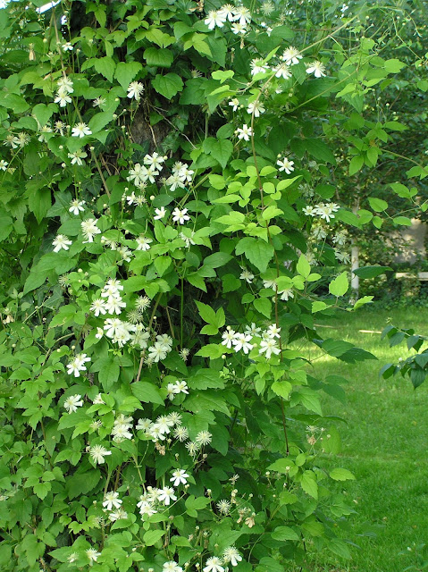 clematis Paul Farges