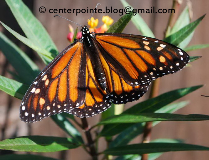 Centerpointe Communicator Monarch Moment Part 2
