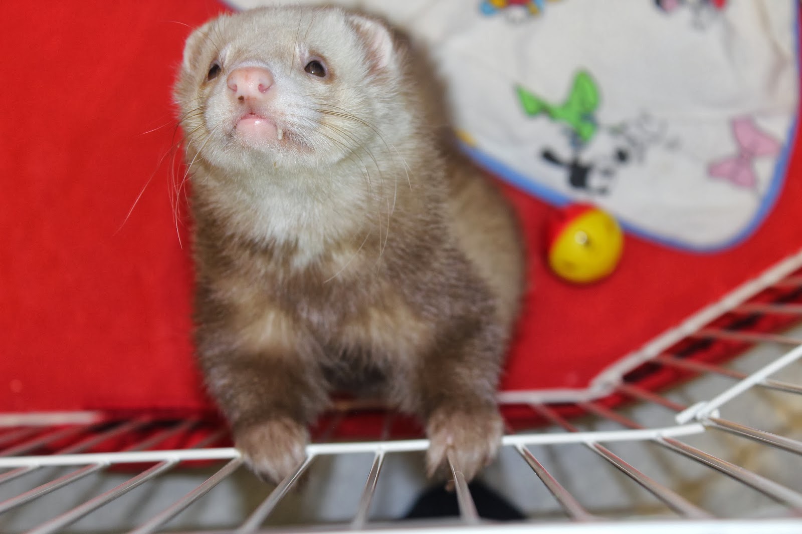 frettinäyttely+ferret+show