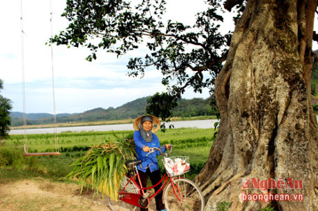 Nhung cay da lang doc dao o Nam Tan - Anh 6