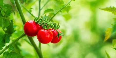 Manfaat Buah Tomat untuk Kesehatan dan Kecantikan Manfaat Buah Tomat untuk Kesehatan dan Kecantikan