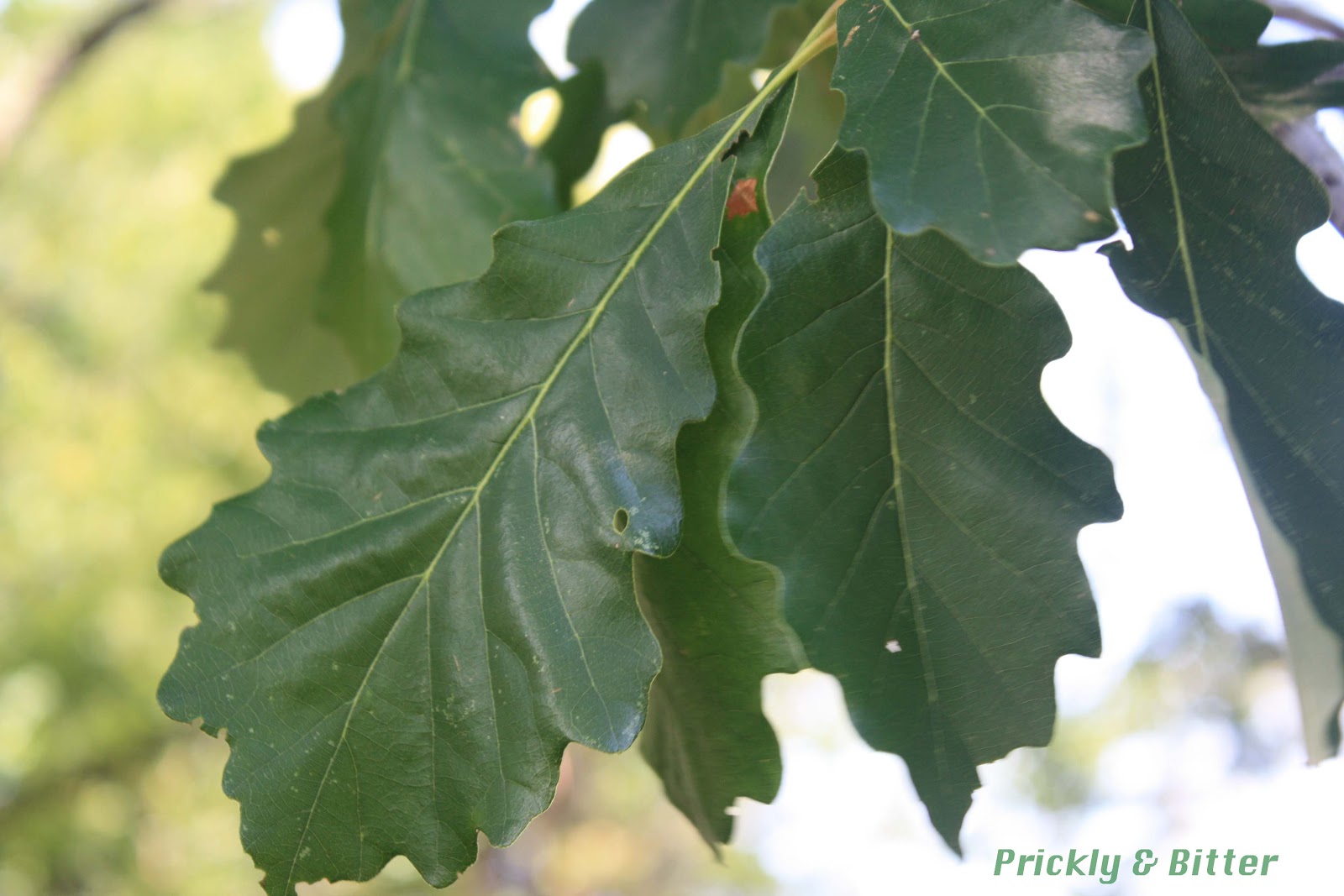 Prickly and Bitter The mighty white oak