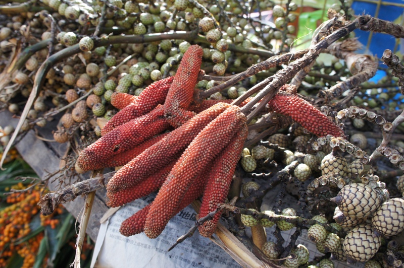 OUR PHILIPPINE TREES Cut Fruits!